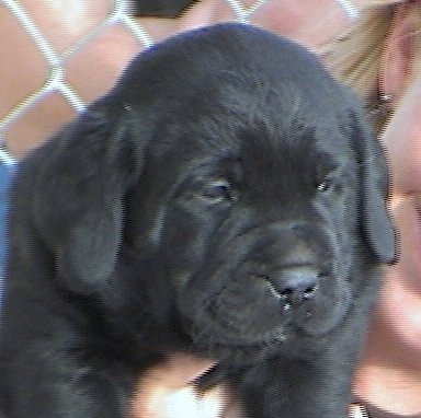 Black Boy (reserved)