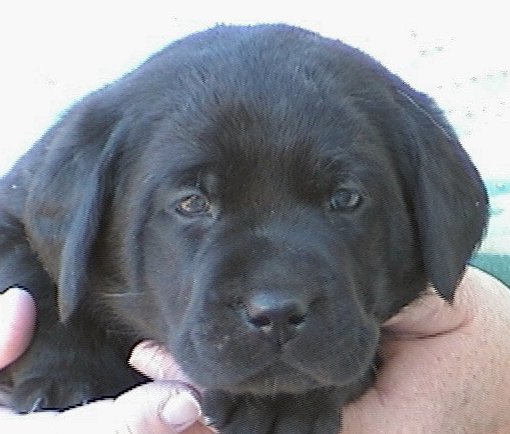 Black Boy (available)